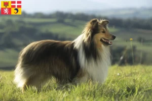 Read more about the article Sheltie breeders and puppies in Auvergne-Rhône-Alpes