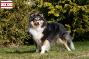 Read more about the article Sheltie breeders and puppies in Drenthe