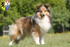 Read more about the article Sheltie breeders and puppies in Hauts-de-France