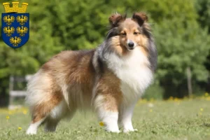 Read more about the article Sheltie breeders and puppies in Lower Austria