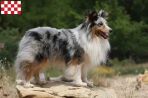 Read more about the article Sheltie breeders and puppies in North Brabant