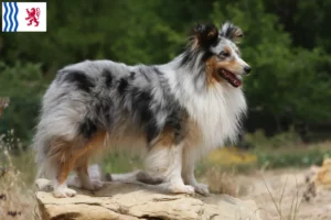 Read more about the article Sheltie breeders and puppies in Nouvelle-Aquitaine