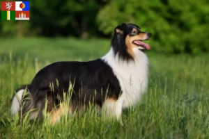 Read more about the article Sheltie breeders and puppies in South Bohemia