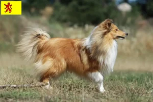 Read more about the article Sheltie breeders and puppies in South Holland