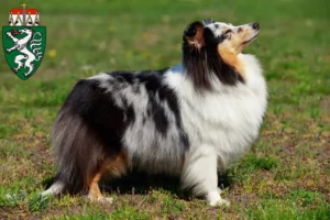 Read more about the article Sheltie breeders and puppies in Styria