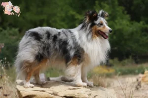 Read more about the article Sheltie breeders and puppies in Syddanmark