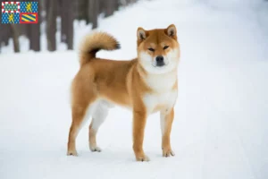 Read more about the article Shiba breeders and puppies in Bourgogne-Franche-Comté