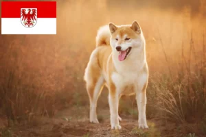 Read more about the article Shiba breeders and puppies in Brandenburg