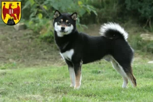 Read more about the article Shiba breeders and puppies in Burgenland