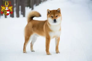 Read more about the article Shiba breeders and puppies in Carinthia