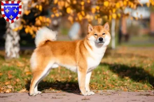 Read more about the article Shiba breeders and puppies in Centre-Val de Loire