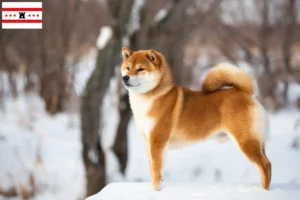 Read more about the article Shiba breeders and puppies in Drenthe