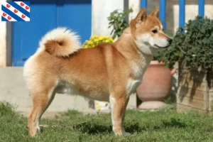 Read more about the article Shiba breeders and puppies in Friesland