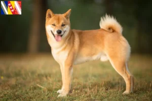 Read more about the article Shiba breeders and puppies in Grand Est