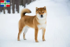 Read more about the article Shiba breeders and puppies in Groningen