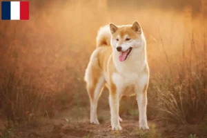 Read more about the article Shiba breeders and puppies in Guadeloupe