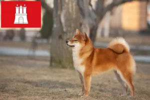 Read more about the article Shiba breeders and puppies in Hamburg