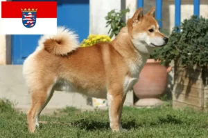 Read more about the article Shiba breeders and puppies in Hessen