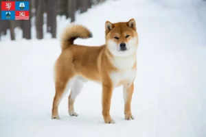 Read more about the article Shiba breeders and puppies in Karlsbad