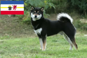 Read more about the article Shiba breeders and puppies in Mecklenburg-Vorpommern