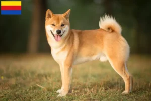 Read more about the article Shiba breeders and puppies in North Holland