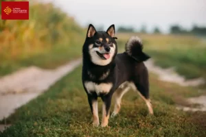 Read more about the article Shiba breeders and puppies in Occitania