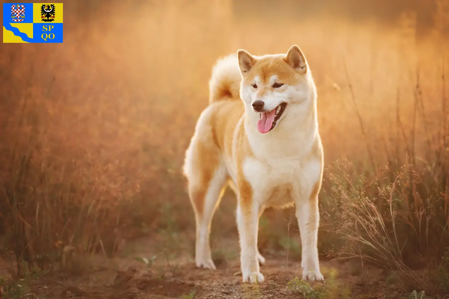 Read more about the article Shiba breeders and puppies in Olomouc