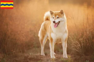 Read more about the article Shiba breeders and puppies in Overijssel