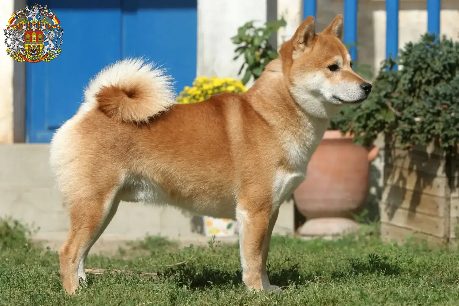 Read more about the article Shiba breeders and puppies in Prague