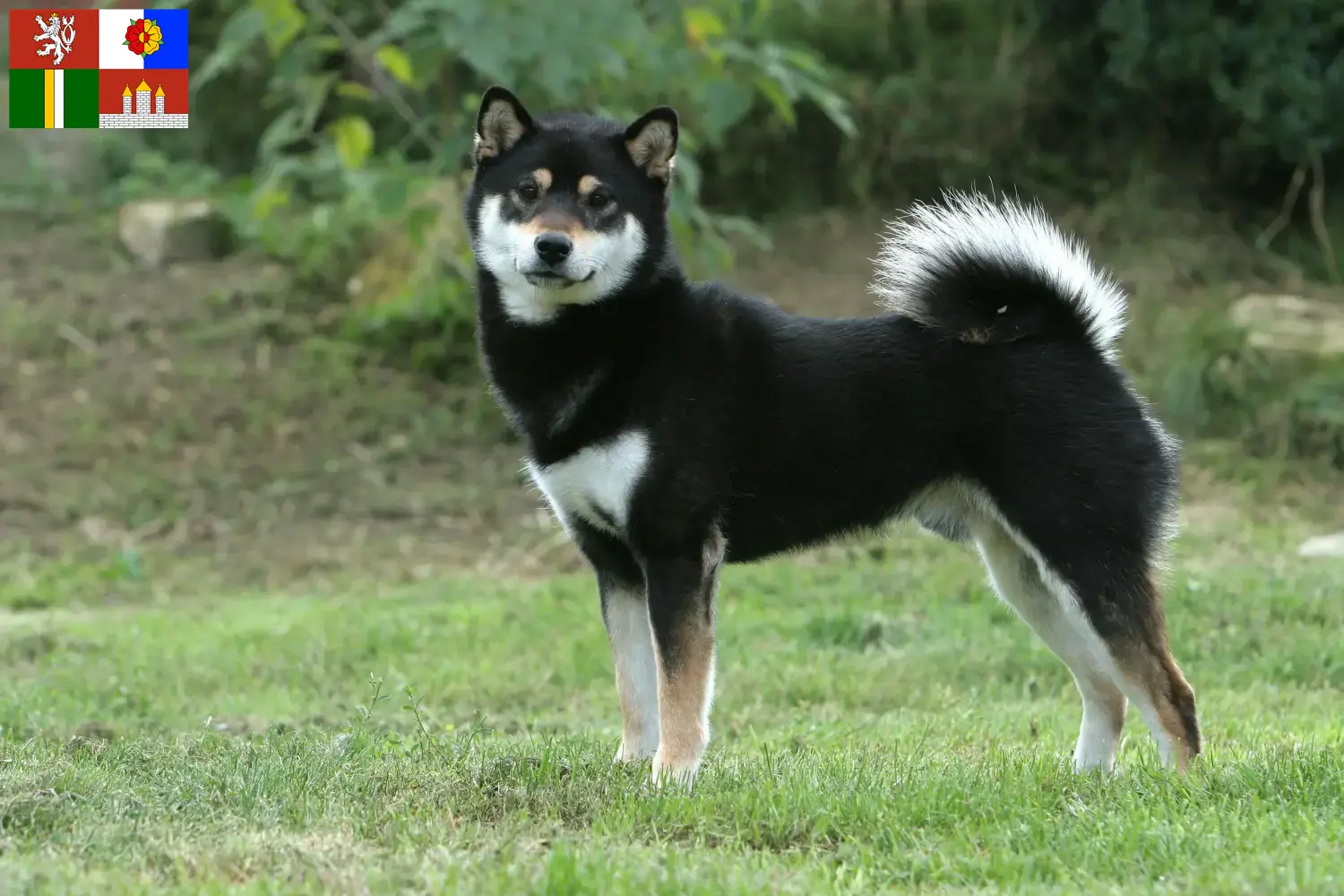 Read more about the article Shiba breeders and puppies in South Bohemia