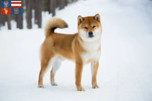 Read more about the article Shiba breeders and puppies in South Moravia