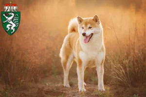 Read more about the article Shiba breeders and puppies in Styria