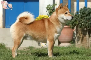 Read more about the article Shiba breeders and puppies in Syddanmark