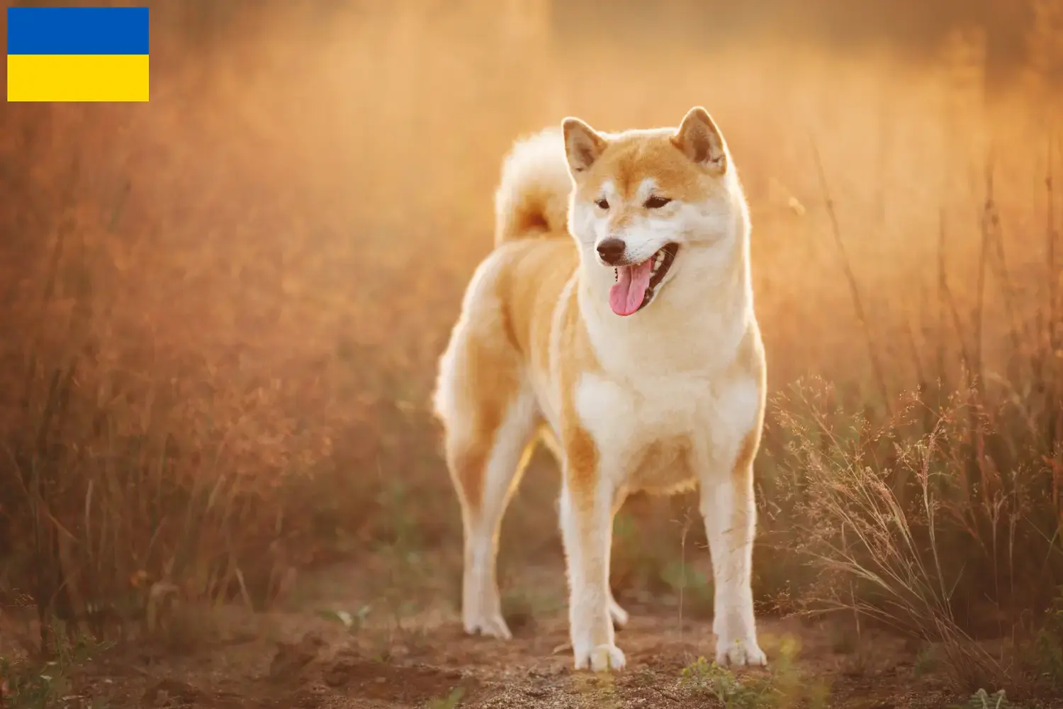 Read more about the article Shiba breeders and puppies in Ukraine