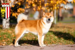 Read more about the article Shiba breeders and puppies in Upper Austria