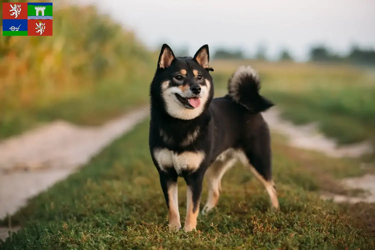 Read more about the article Shiba breeders and puppies in Ústí