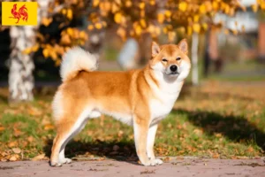 Read more about the article Shiba breeders and puppies in Walloon Region