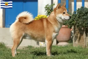 Read more about the article Shiba breeders and puppies in Zeeland