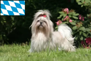 Read more about the article Shih Tzu breeders and puppies in Bavaria