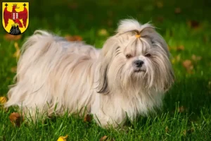 Read more about the article Shih Tzu breeders and puppies in Burgenland