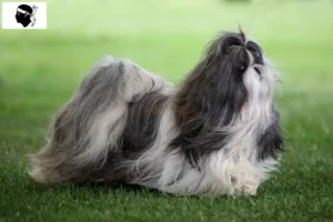 Read more about the article Shih Tzu breeders and puppies in Corsica