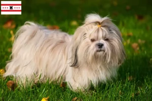 Read more about the article Shih Tzu breeders and puppies in Drenthe