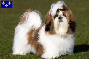 Read more about the article Shih Tzu breeders and puppies in Île-de-France