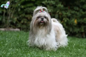 Read more about the article Shih Tzu breeders and puppies in Nordjylland