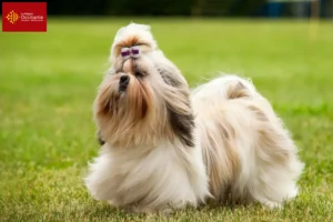 Read more about the article Shih Tzu breeders and puppies in Occitania