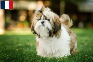 Read more about the article Shih Tzu breeders and puppies in Réunion