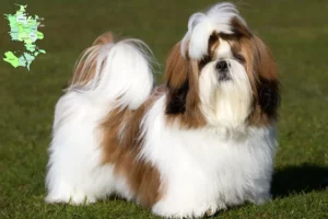 Read more about the article Shih Tzu breeders and puppies in Sjælland