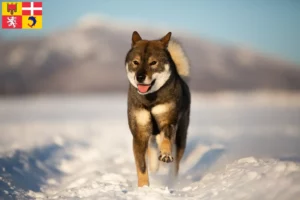 Read more about the article Shikoku breeders and puppies in Auvergne-Rhône-Alpes