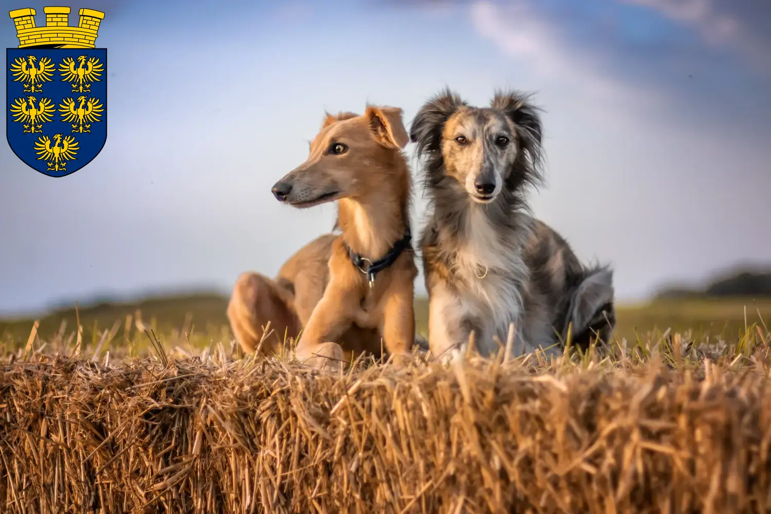 Read more about the article Silken Windsprite breeders and puppies in Lower Austria