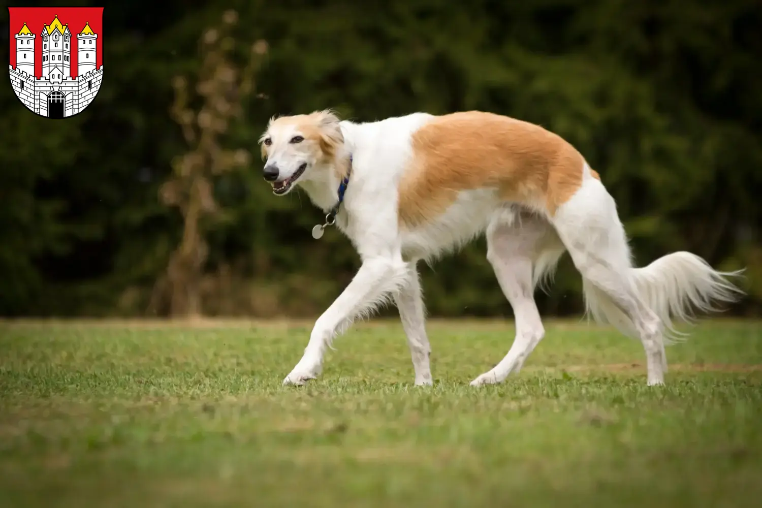 Read more about the article Silken Windsprite breeders and puppies in Salzburg